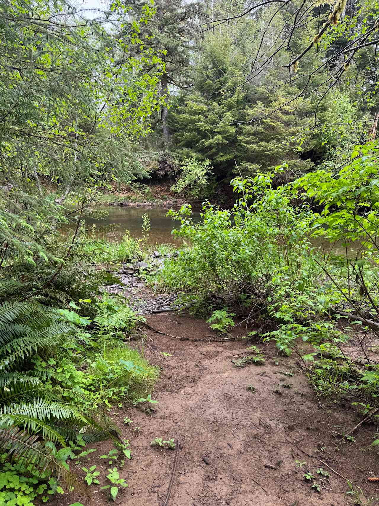 Rainforest glade by the river