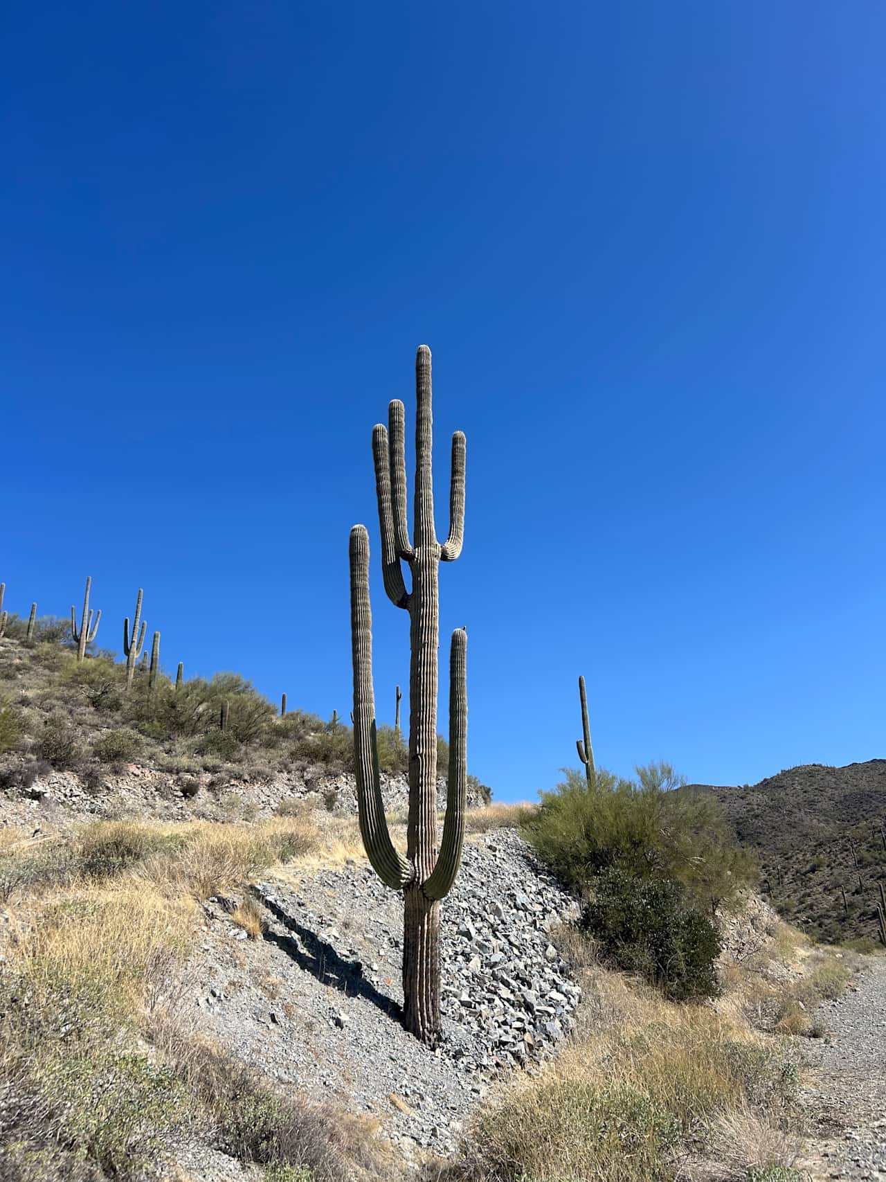 Red Rock Roping, LLC