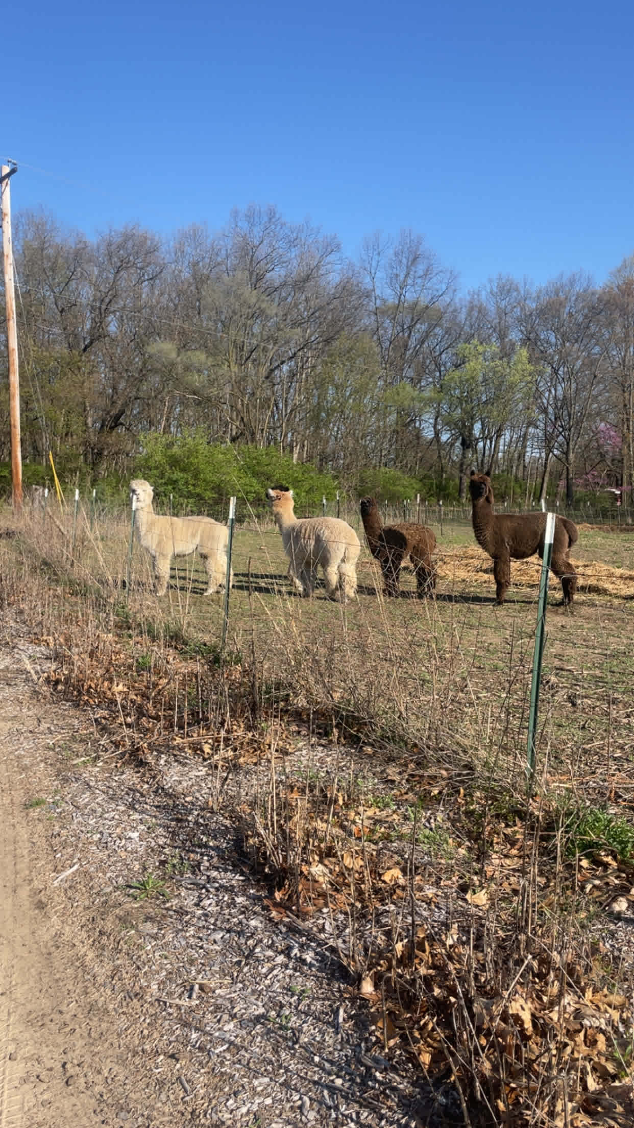 Blooming Bus Farms