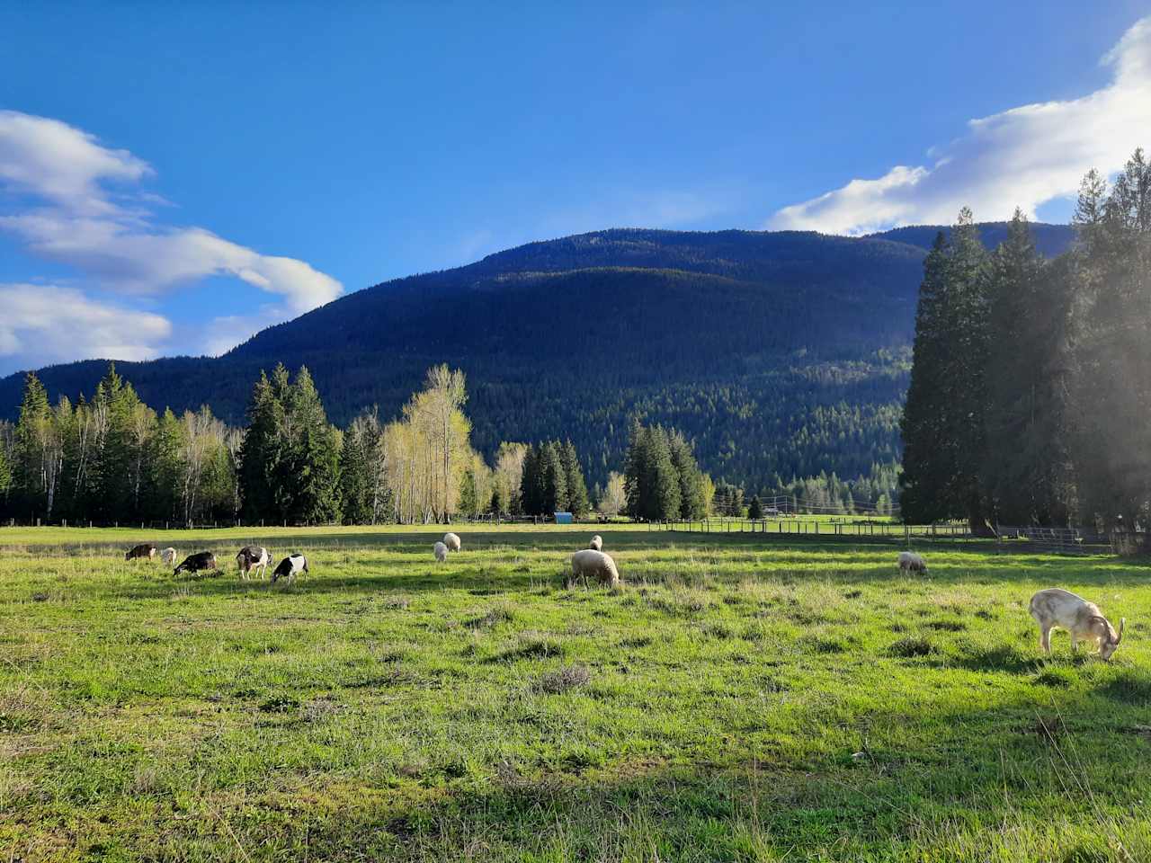 Olich Creek Farm