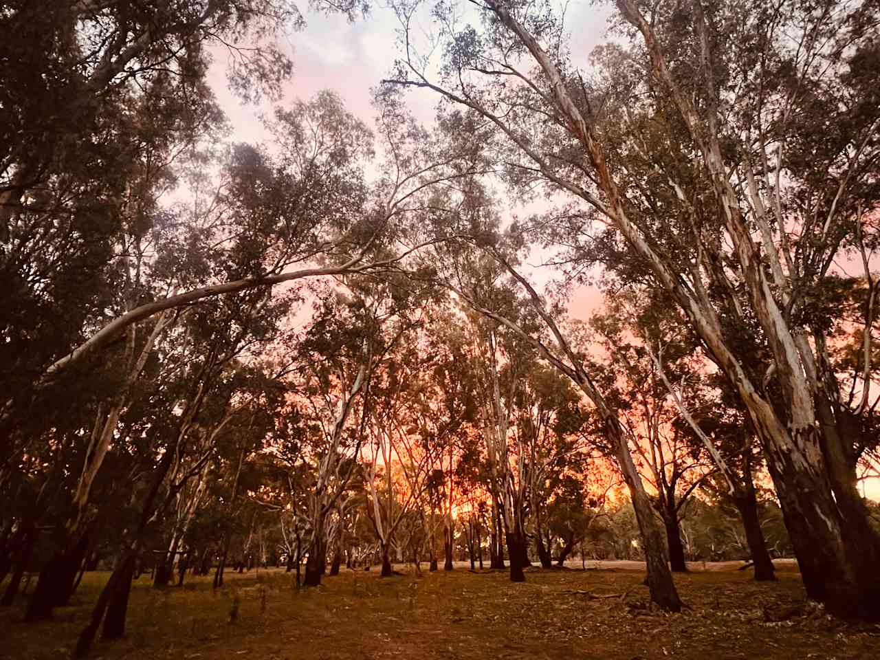 Palm Cove On The Murrumbidgee