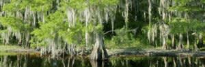 Grape Hammock Fish Camp and Airboat Rides