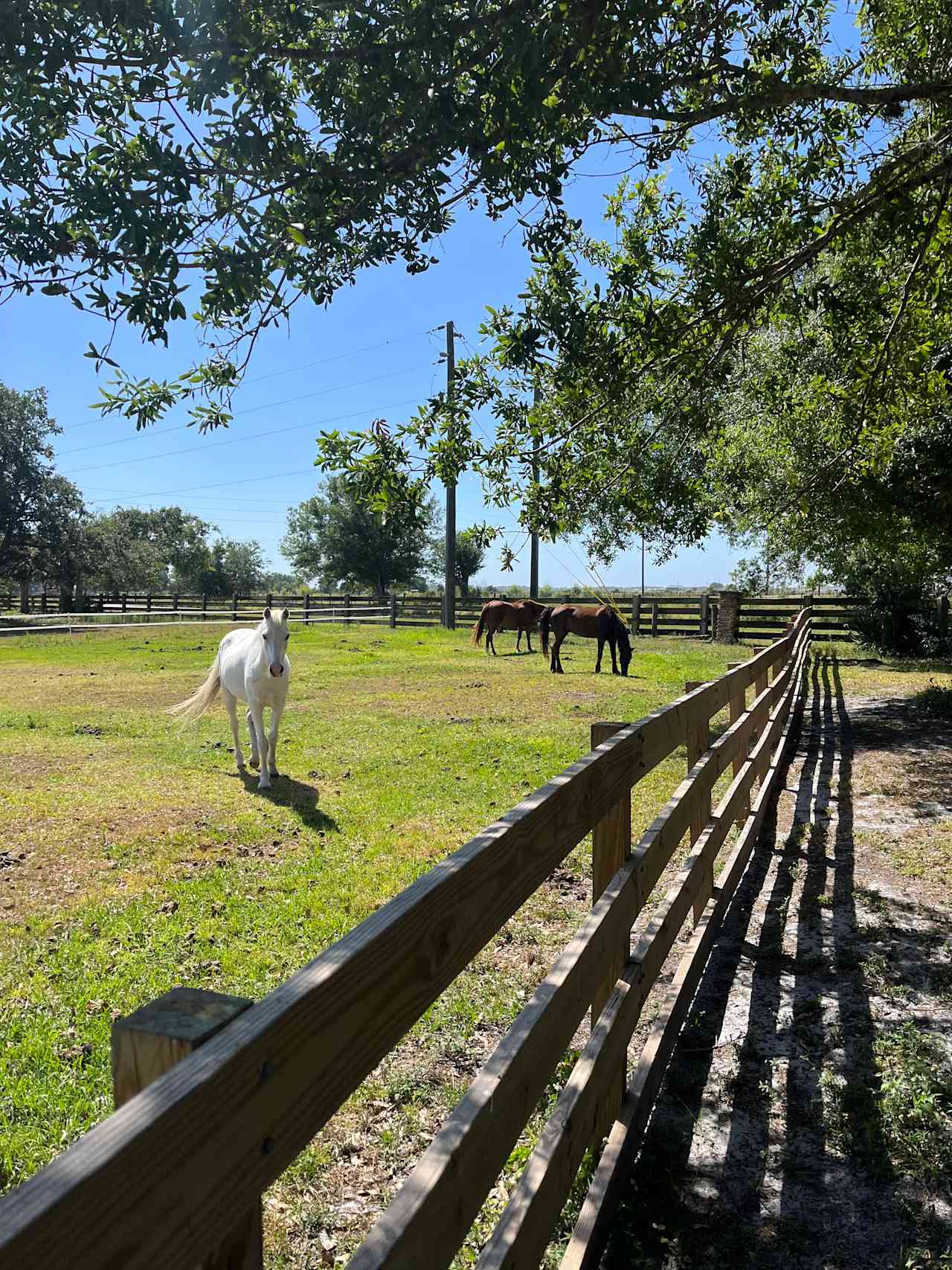 Silver Bullet Stables