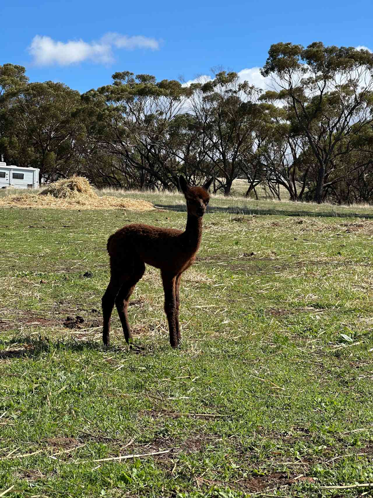 Sandalwood Downs  Farm Stay Toodyay