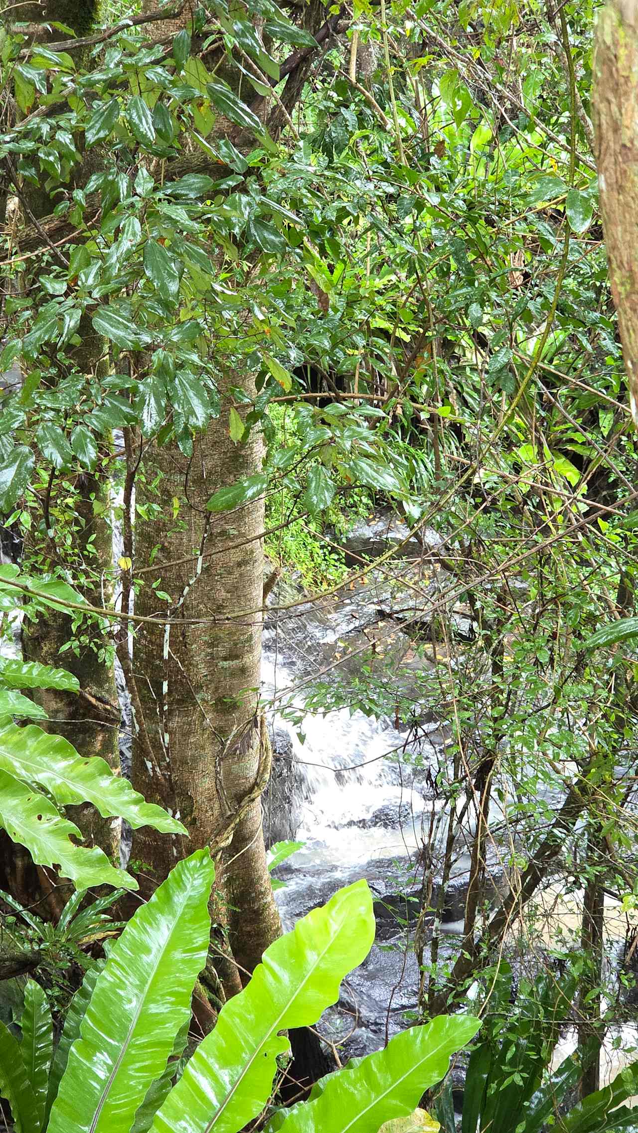 Oakey Ridge