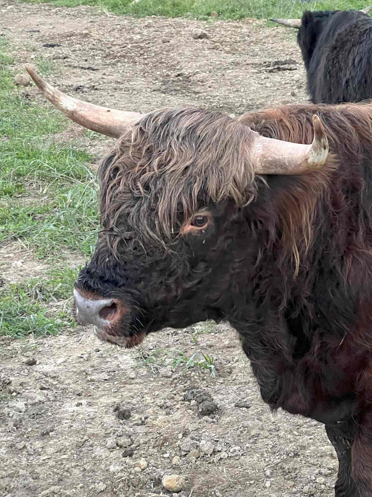 Red Haven Farm Rustic Camping