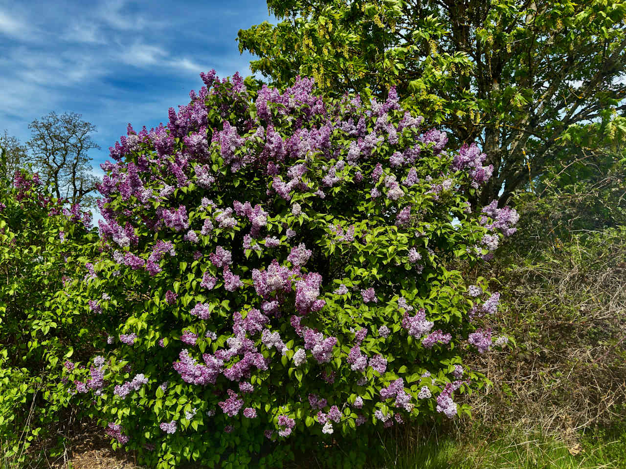 Buena Vista Lavender Farm