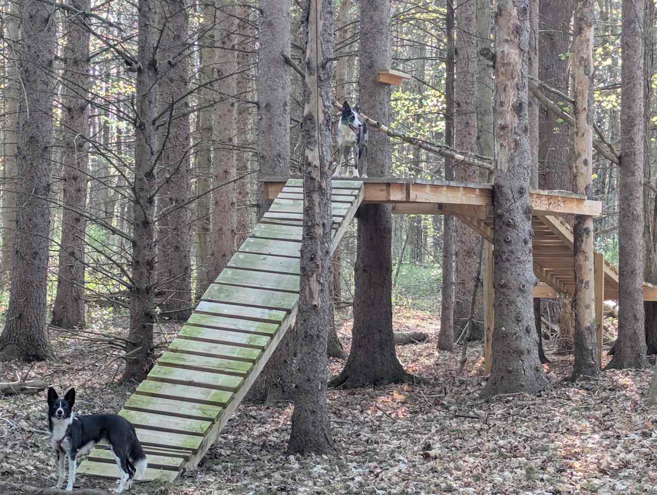 Pups say 'Wow, big agility equipment!"