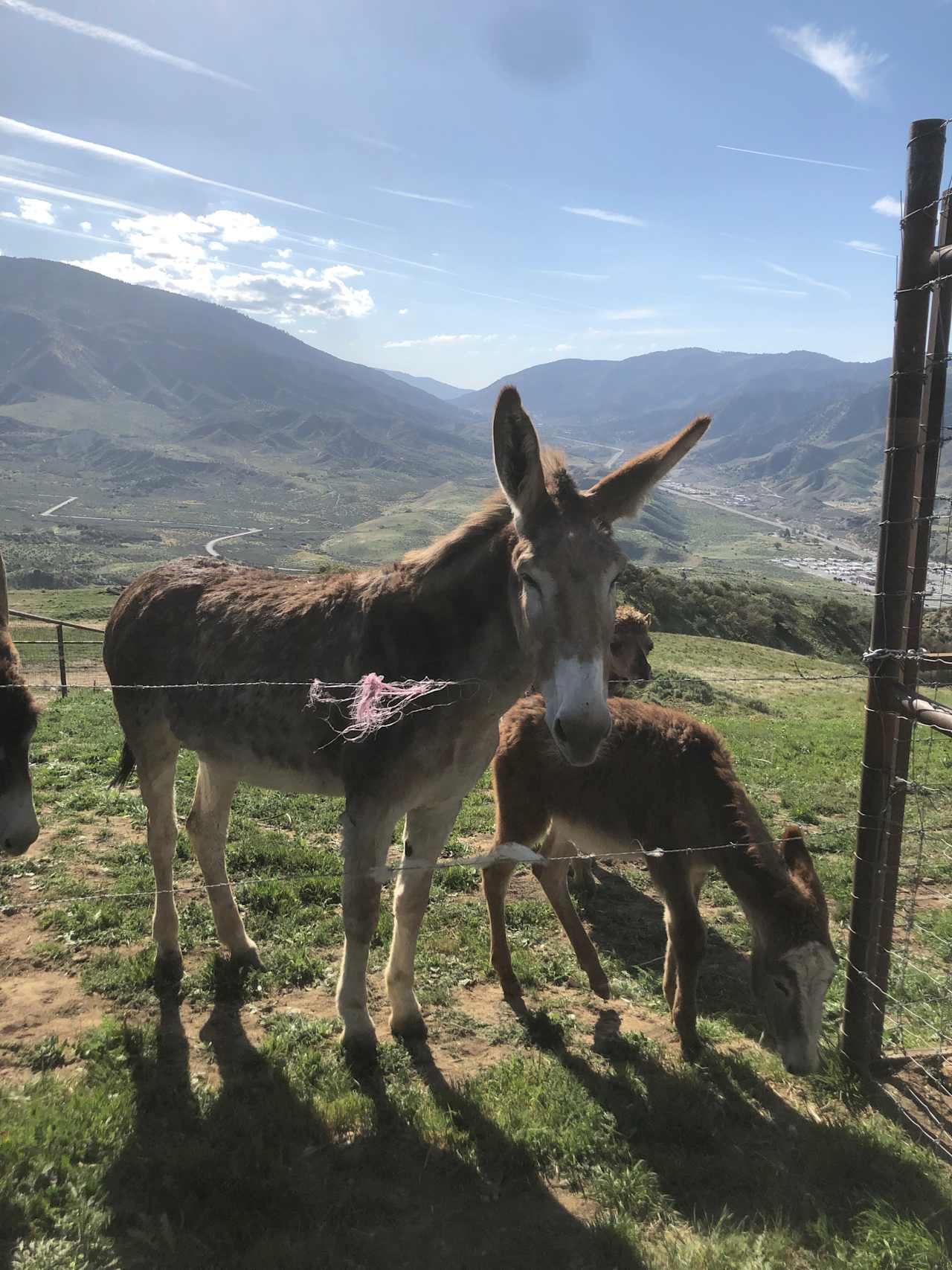Lone Juniper Ranch