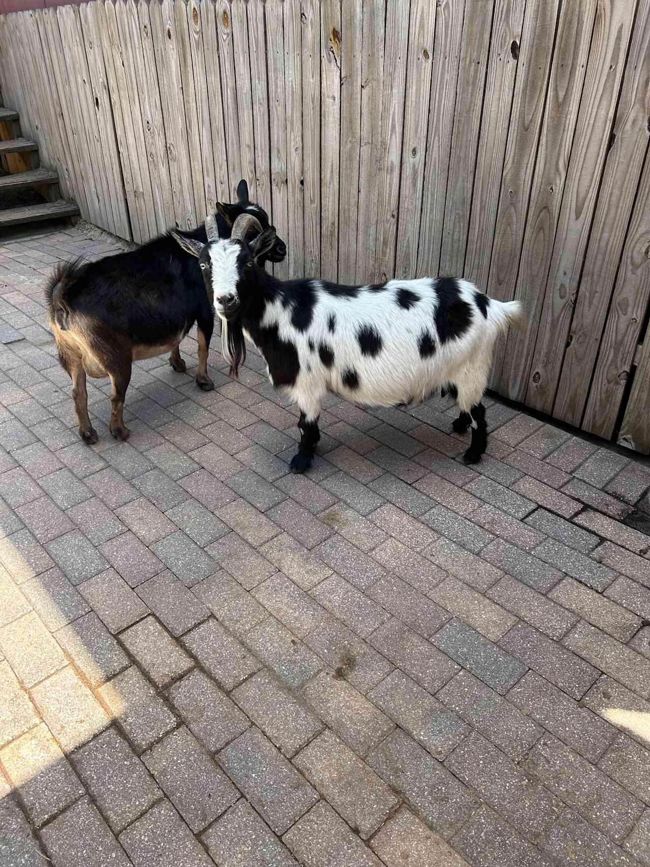 Goats galore! 