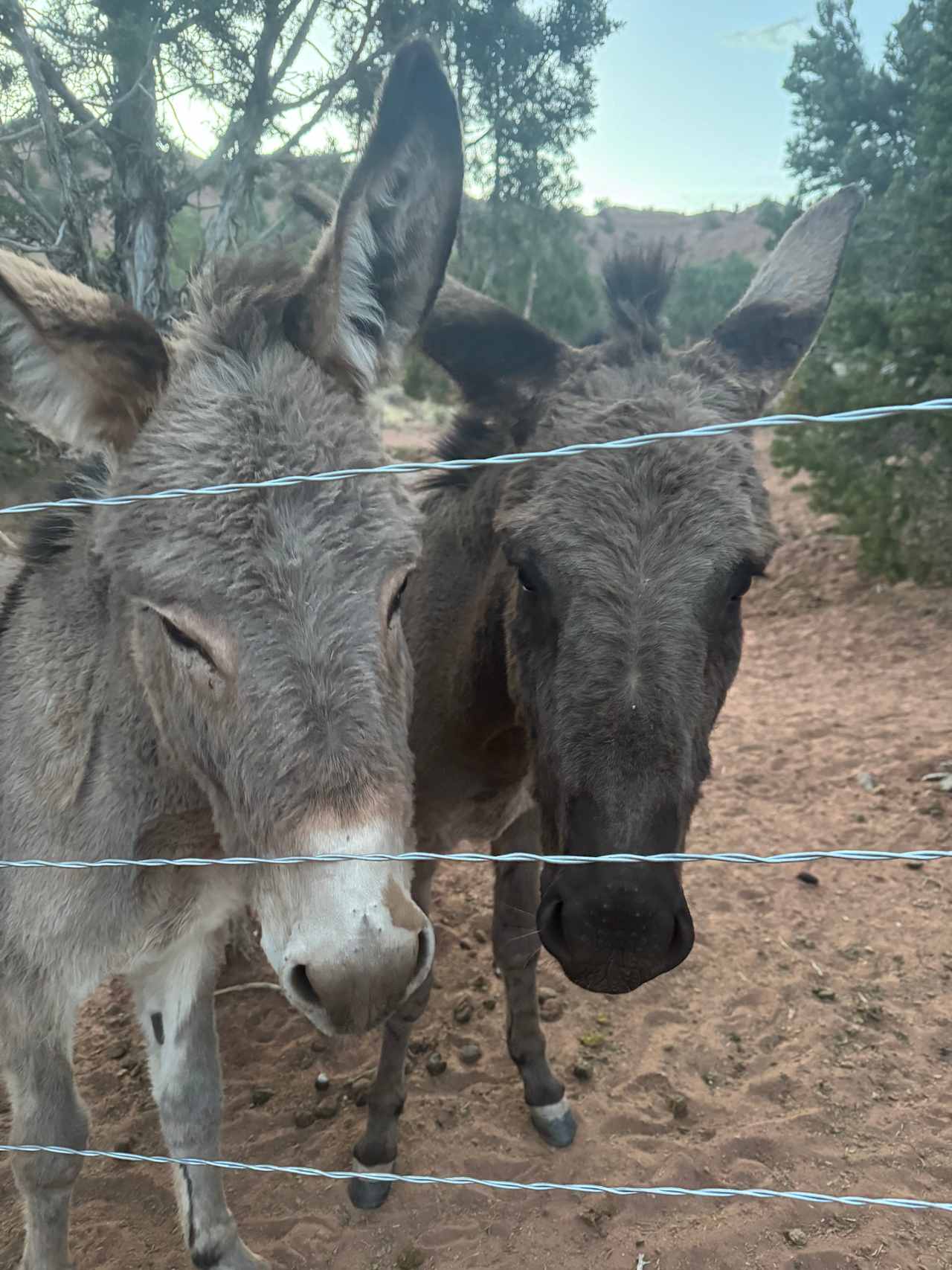 Ranchito Feliz