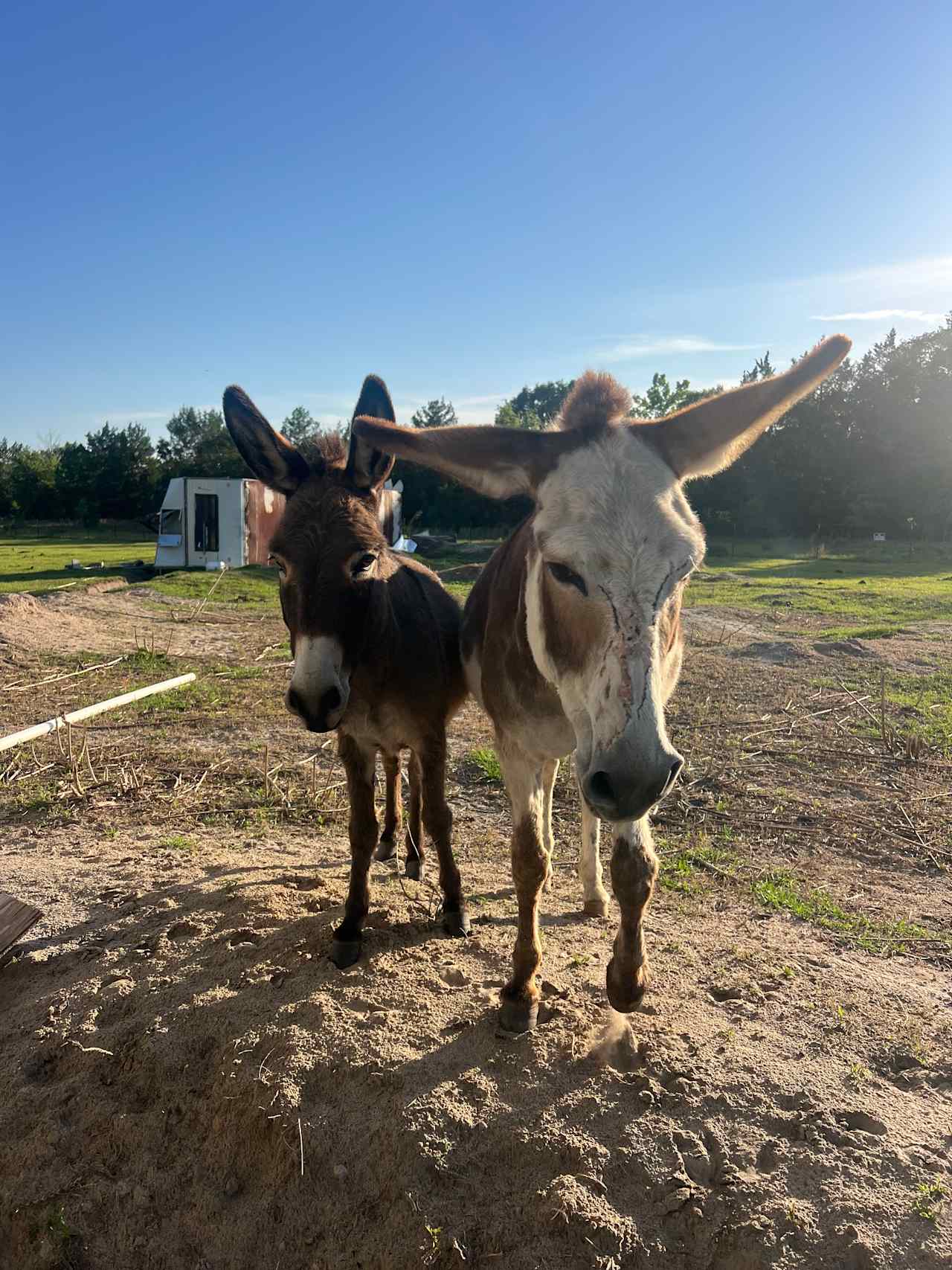 Sunny Meadow Farm