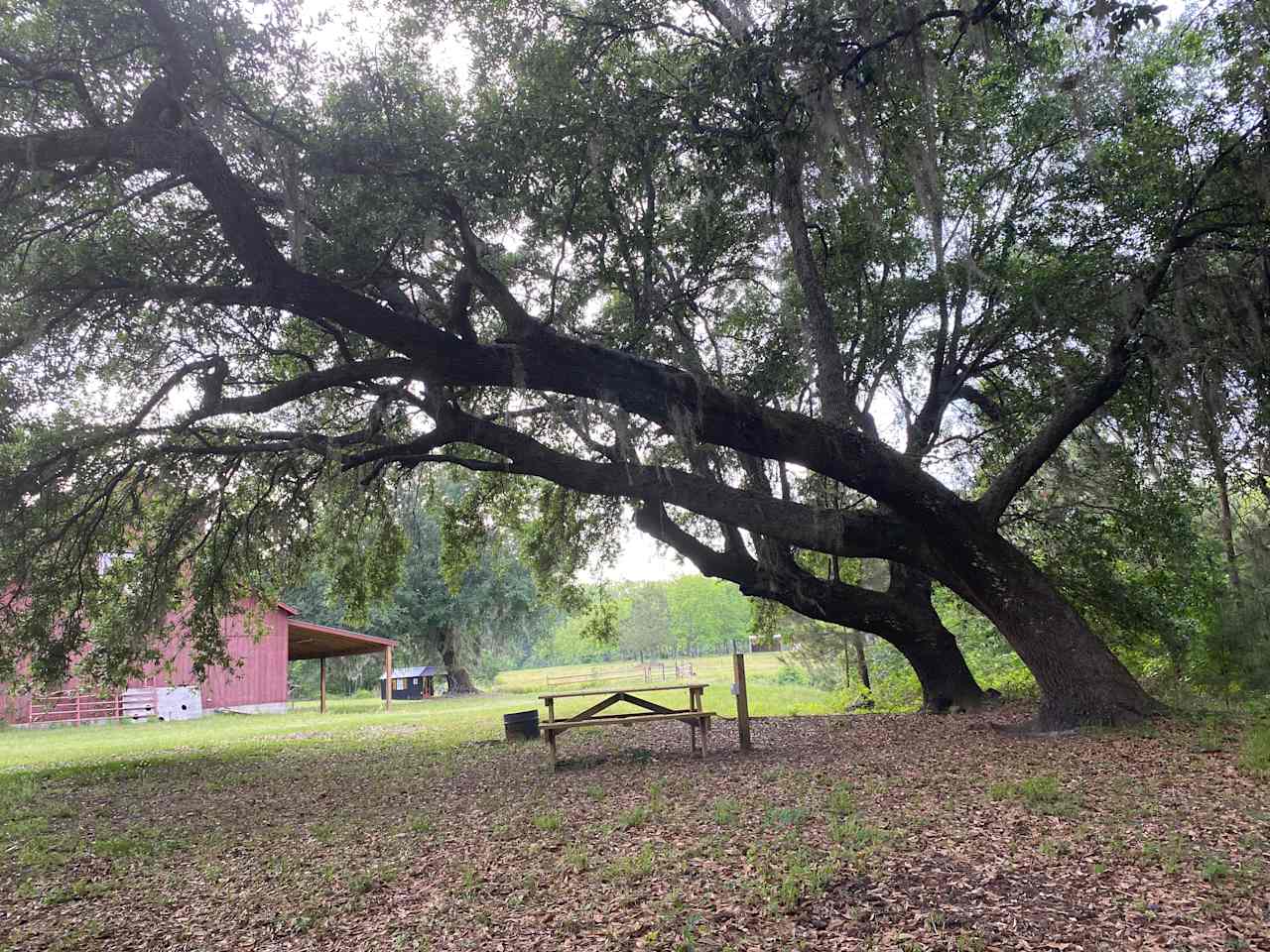 Shire Hill Grove, Yemassee, SC