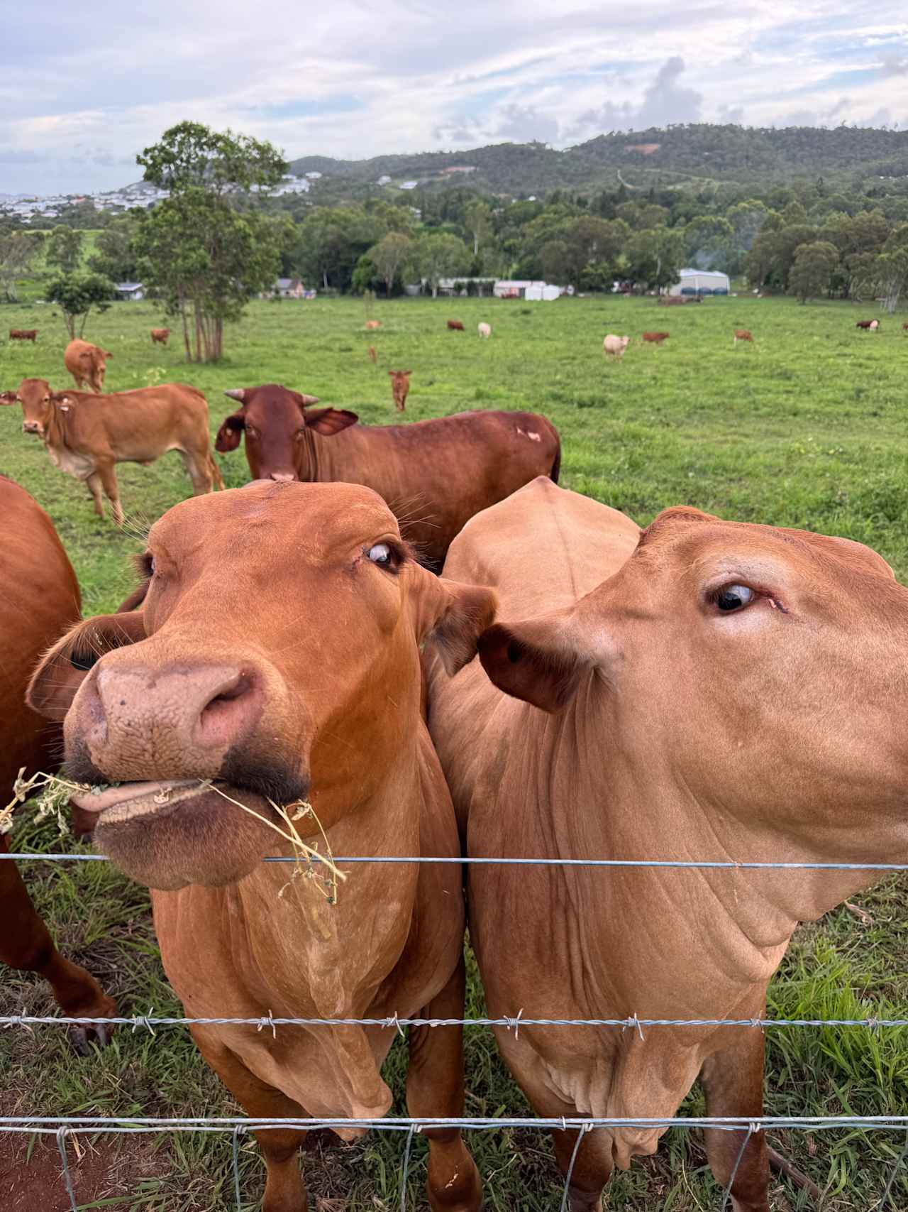 Yeppoon Farmstay