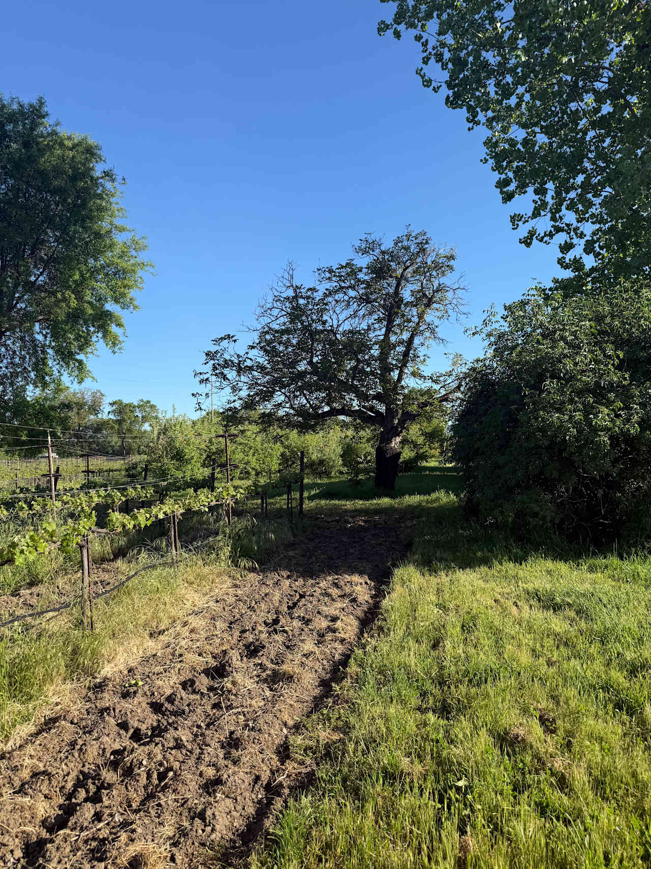 The Ripe Choice Farm Stay