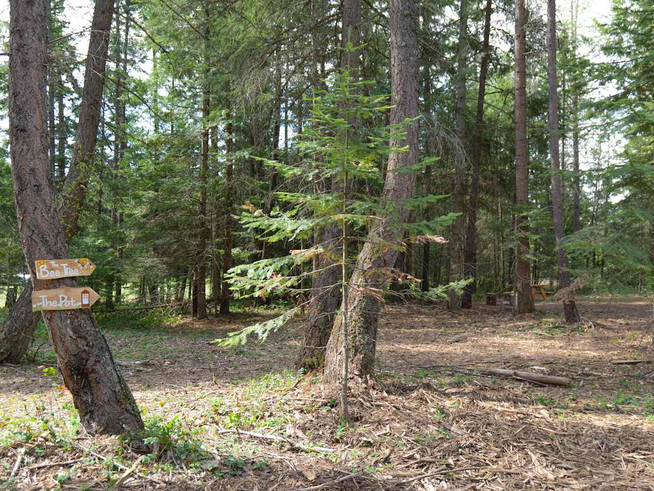 Five Acre Woods