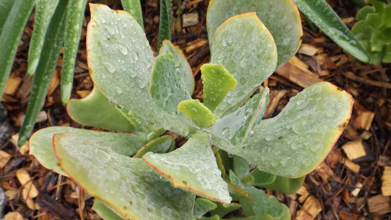 Ranch Blooms