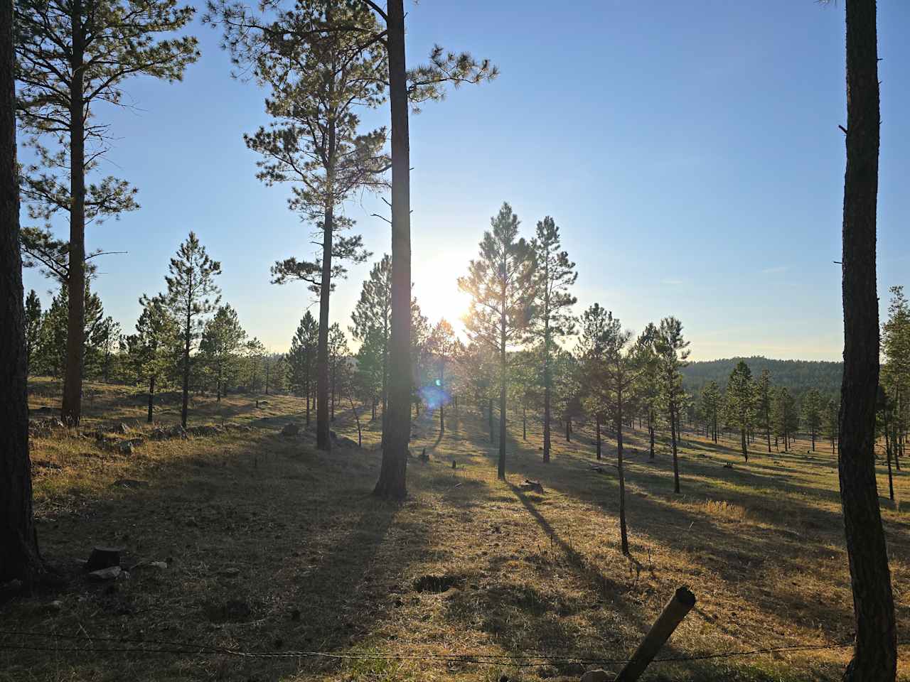 Tent camping near a pine forest