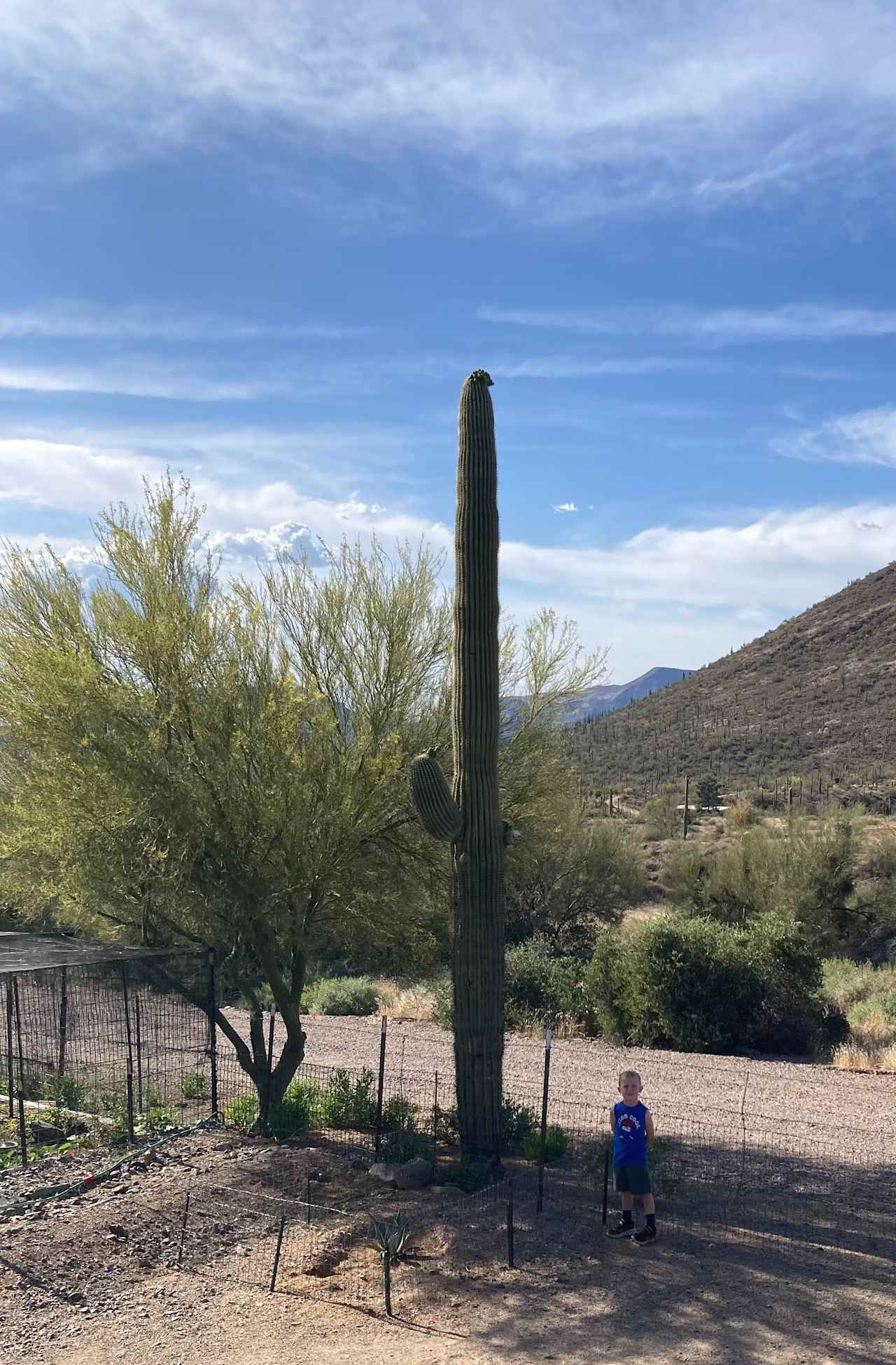 Massive cactus!