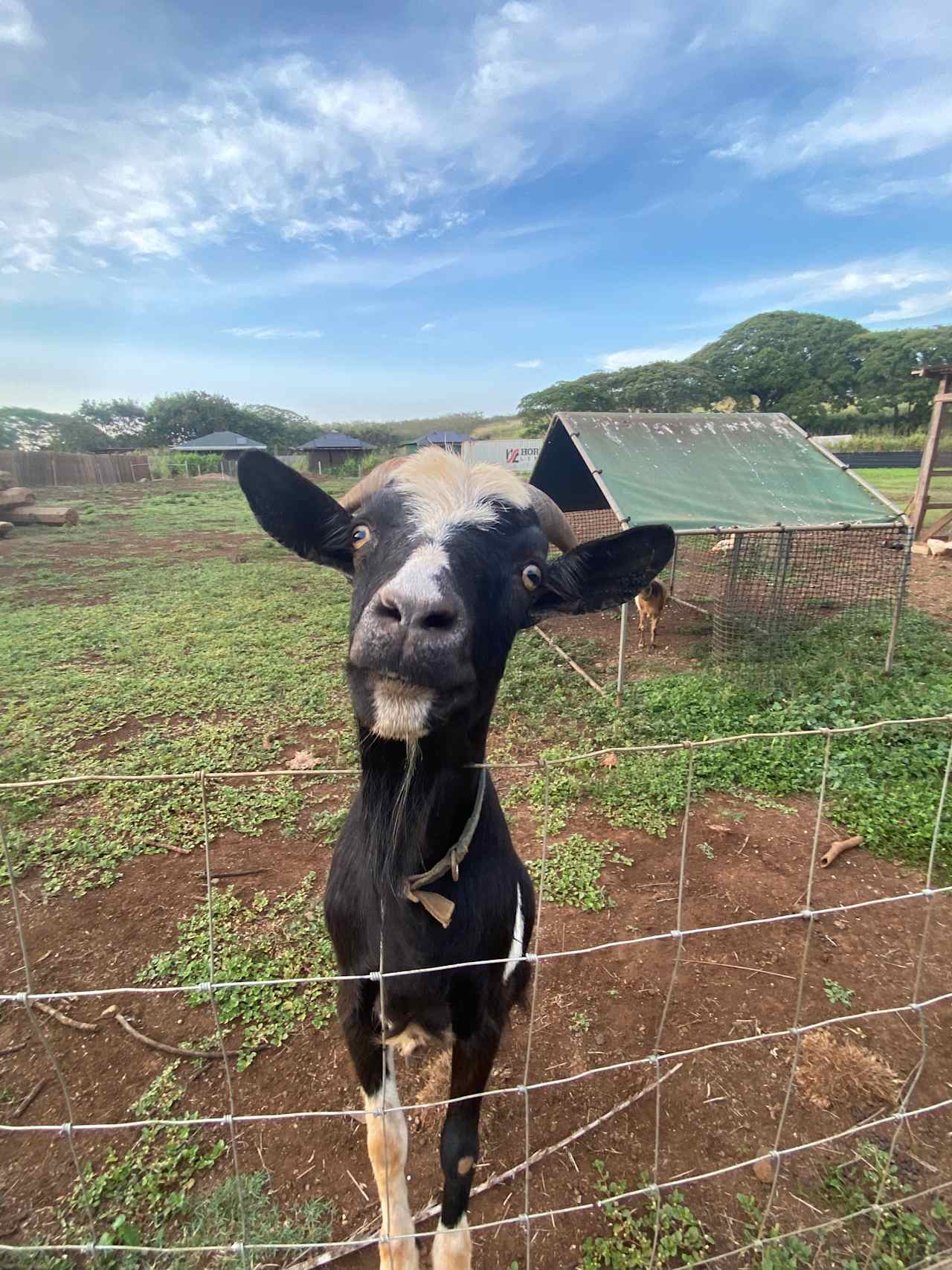 Aloha Family Farms