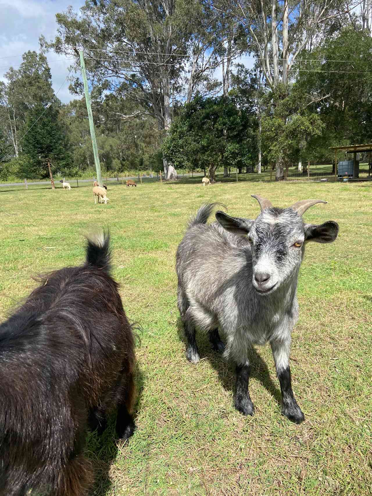 Hidden Creek Farm Qld
