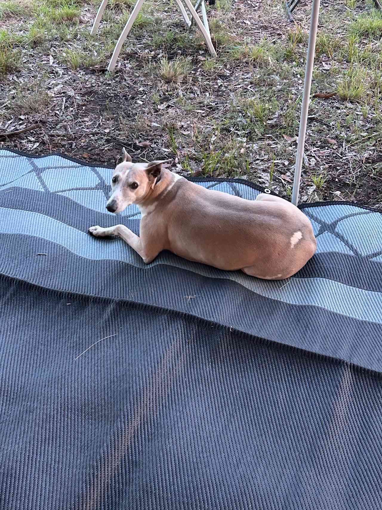 Our beautiful visitor