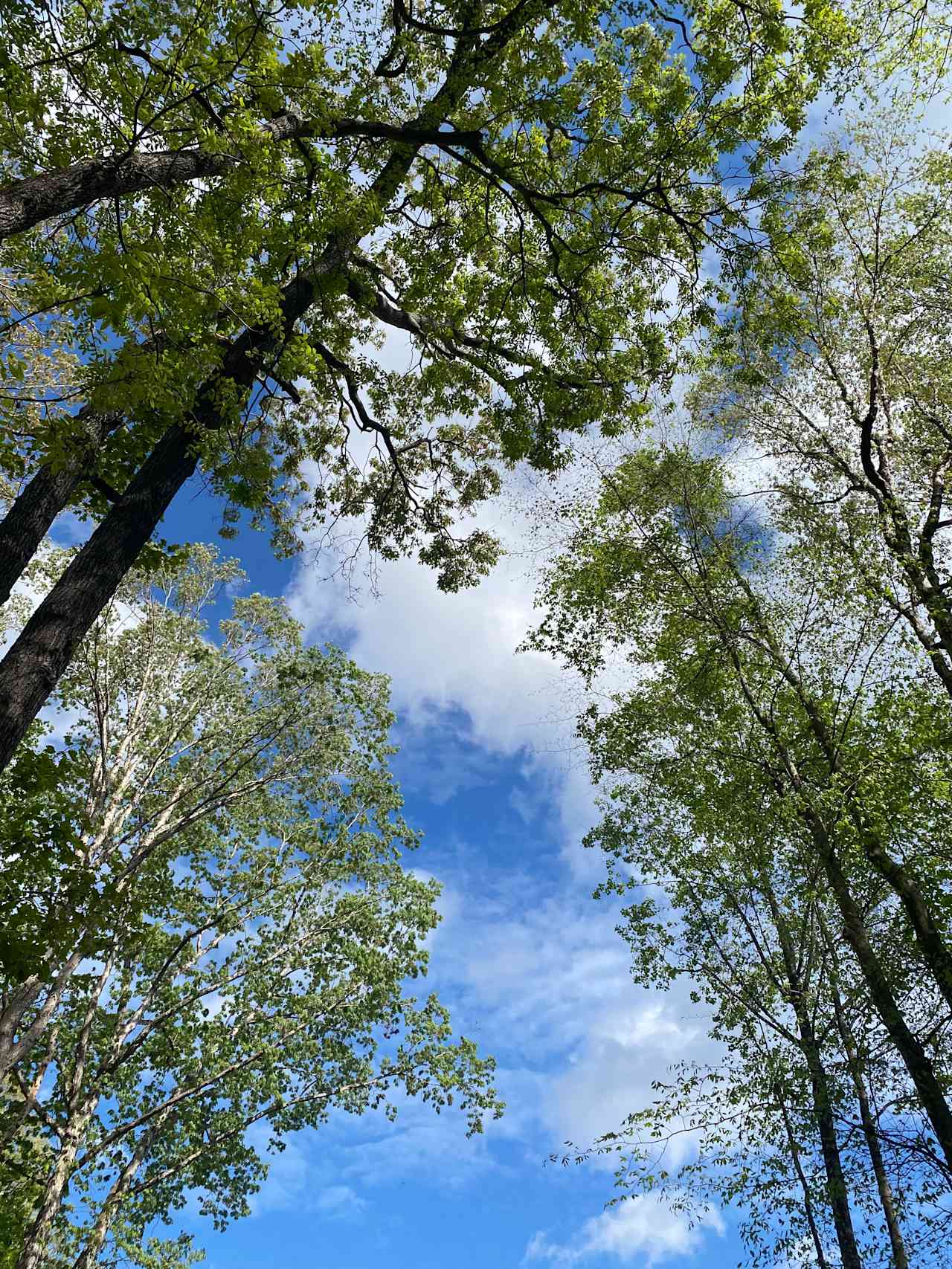 Willow Oak 1
