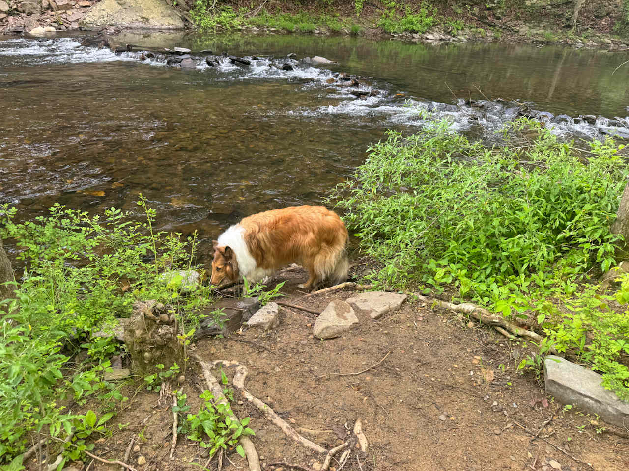 Cooper loved being next to the creek!