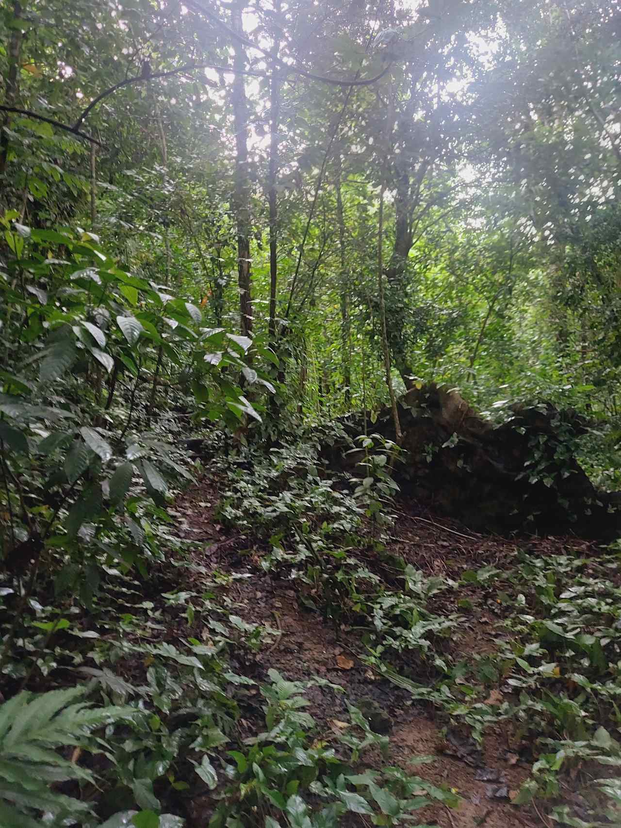Hacienda Árboles de Vida
