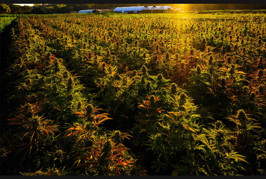 The Growing Family Collective Farm