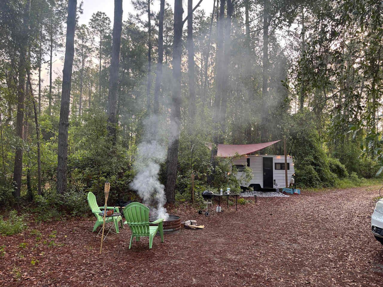 Serene Forested Blueberry Farm