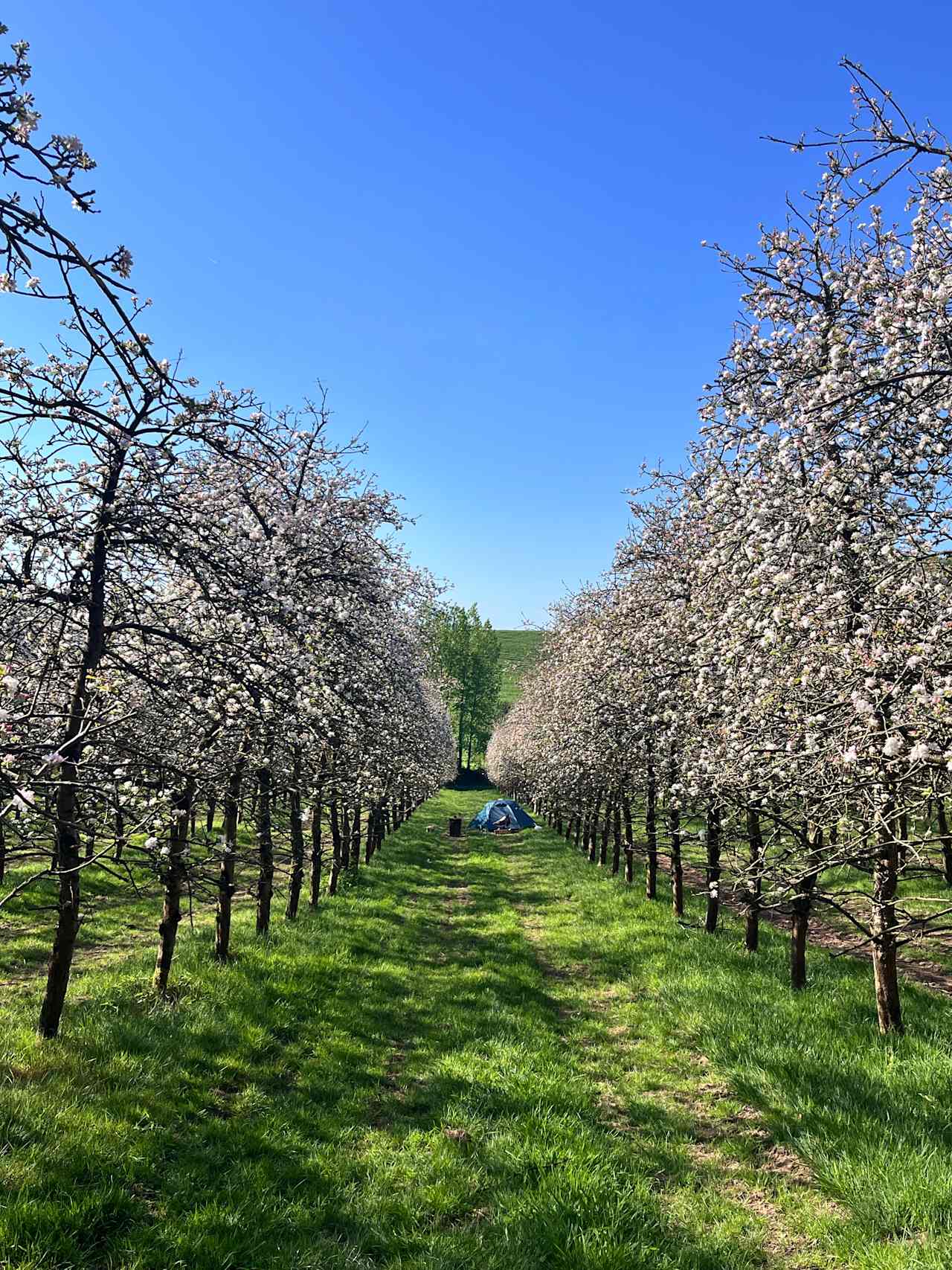 Bowhayes Farm - Glamping & Camping