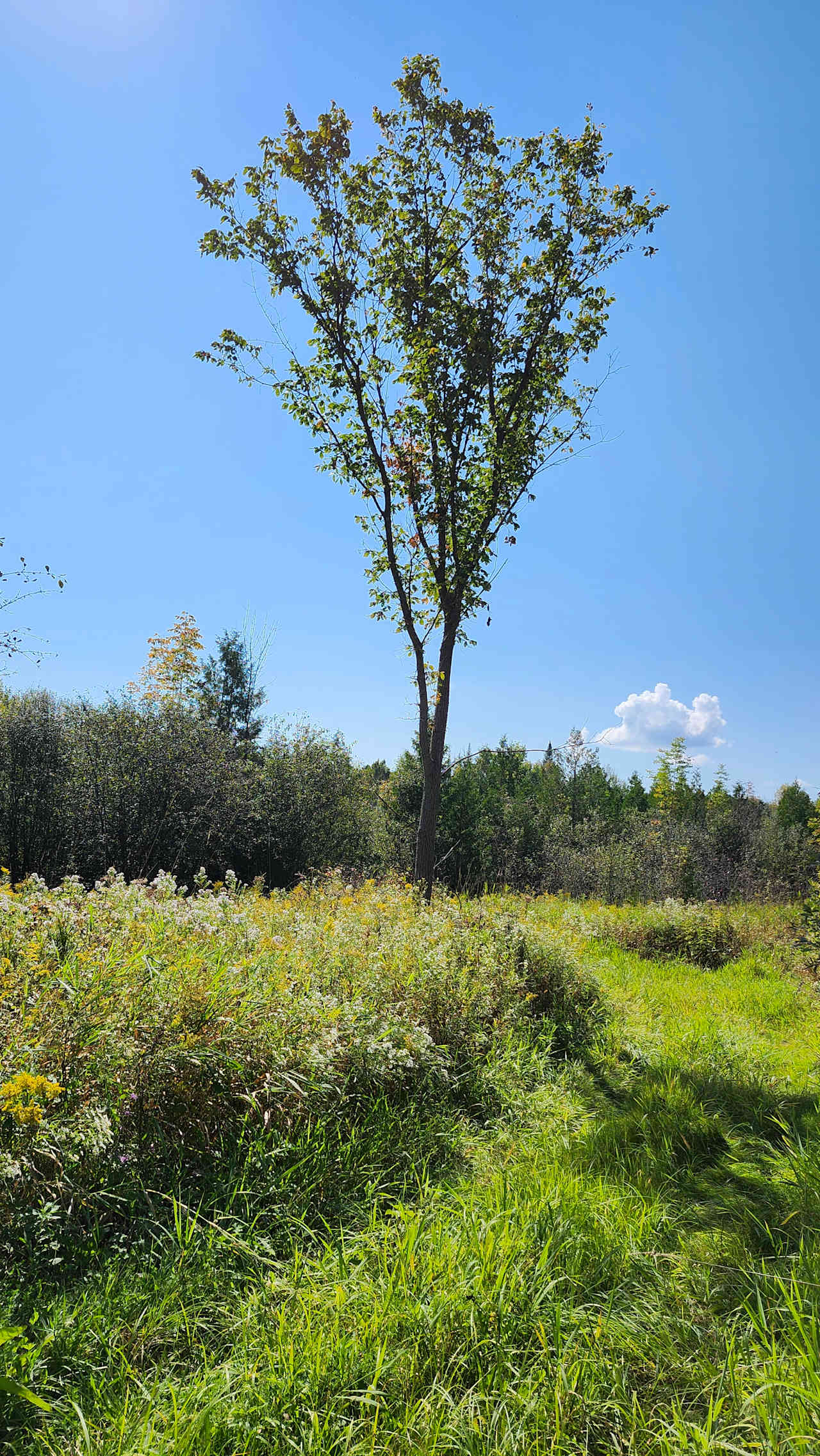 Kassouf Farms