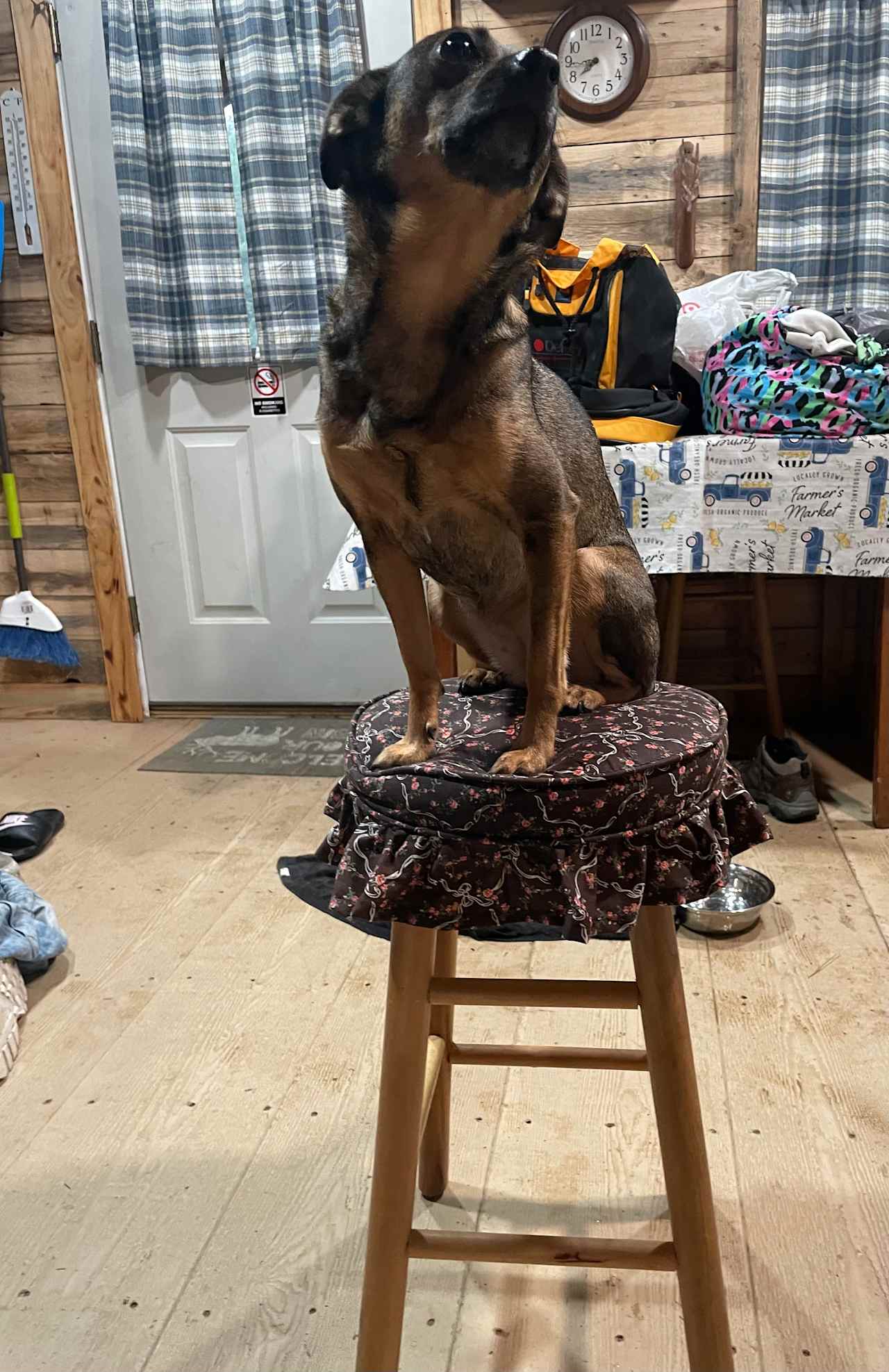 She loved the cabin and the stools 