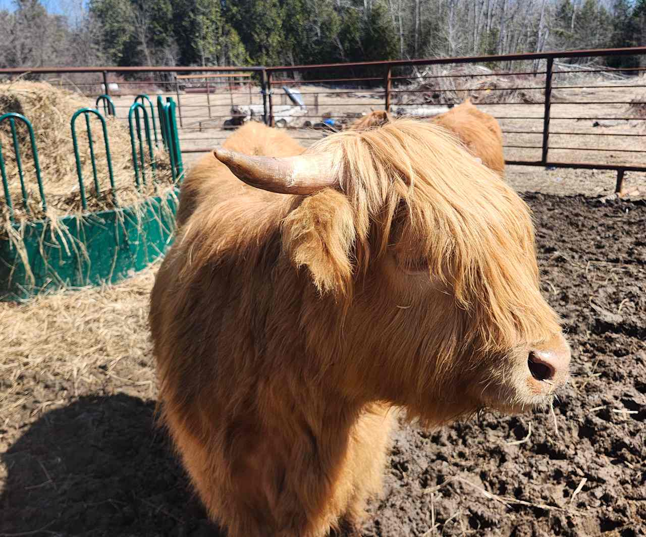 Kassouf Farms