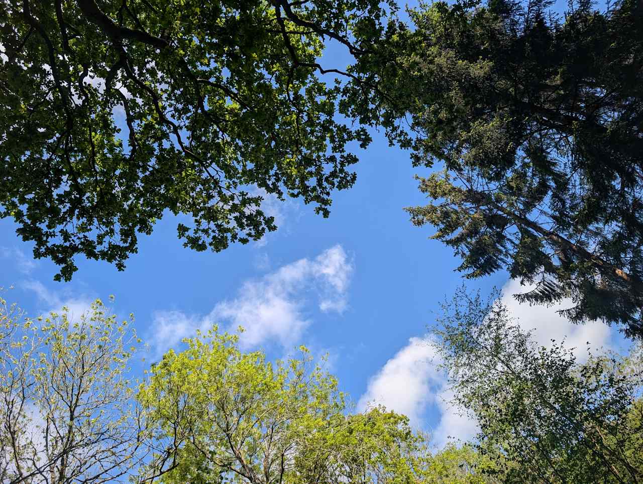 Bridgewood Camping - Woodland camps