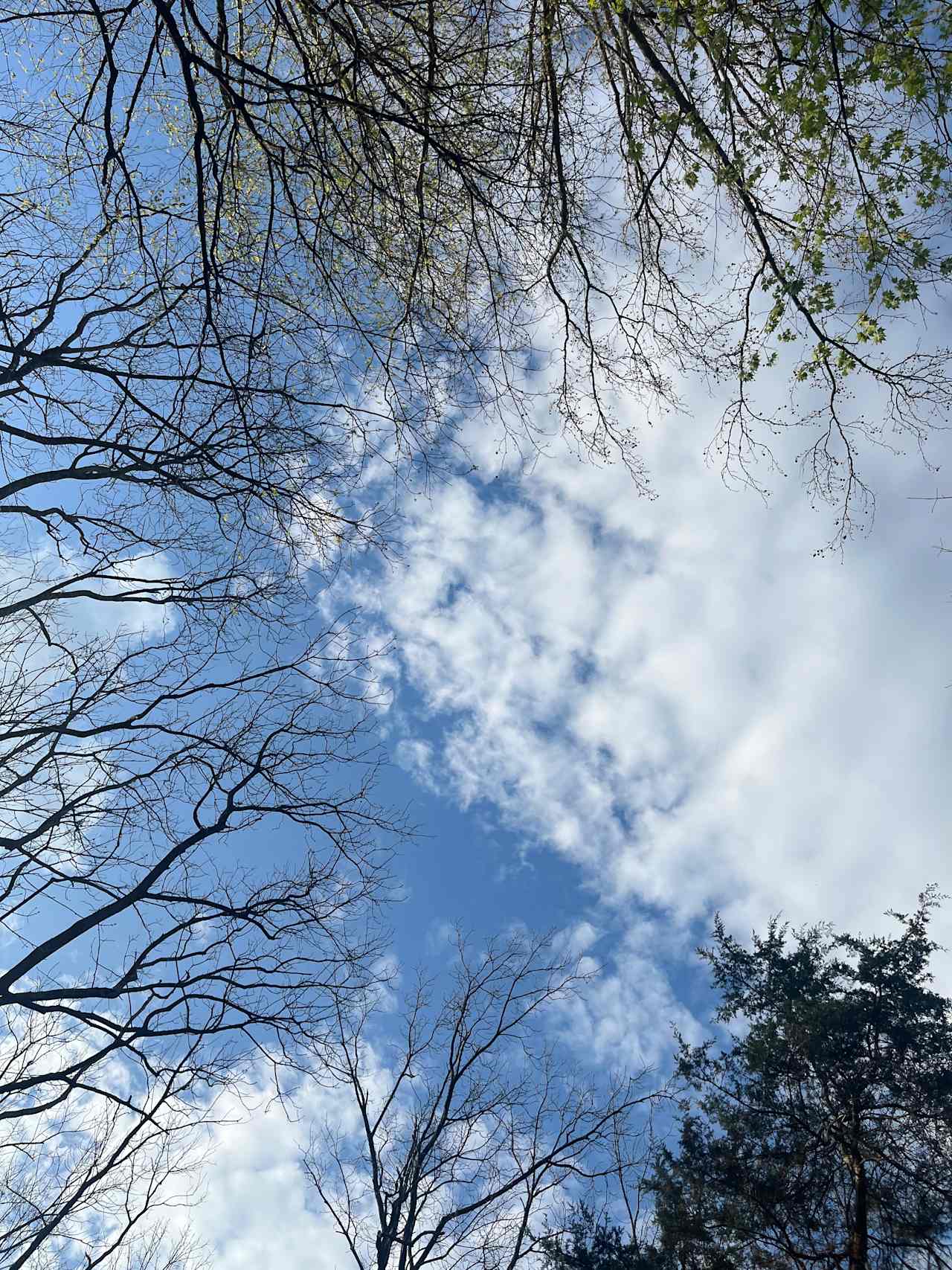 The view up from the trees
