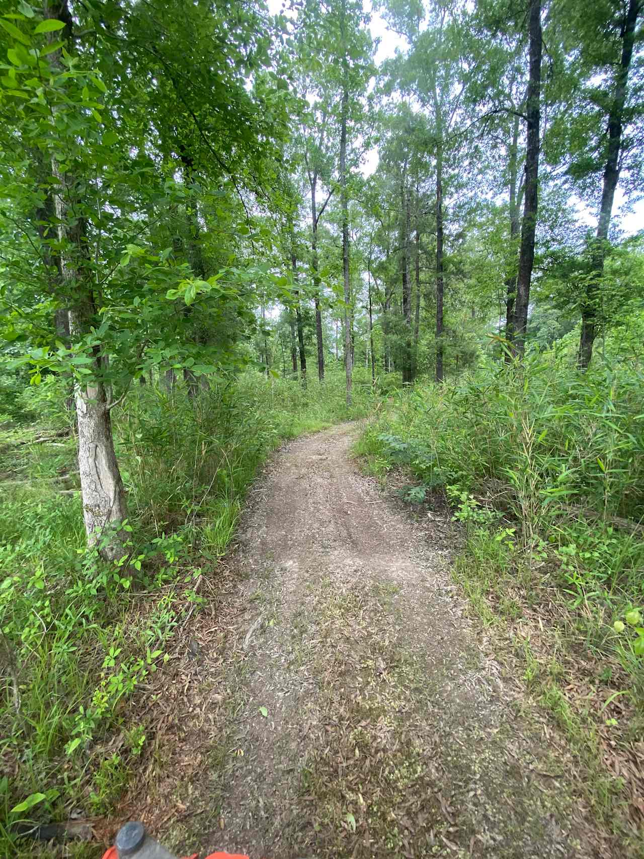 Woodland Escape