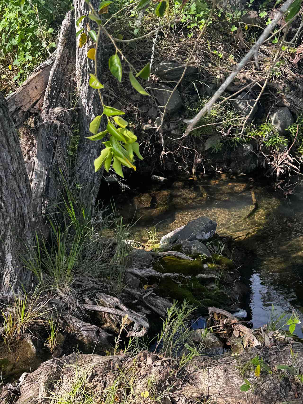 The creek was pretty. 