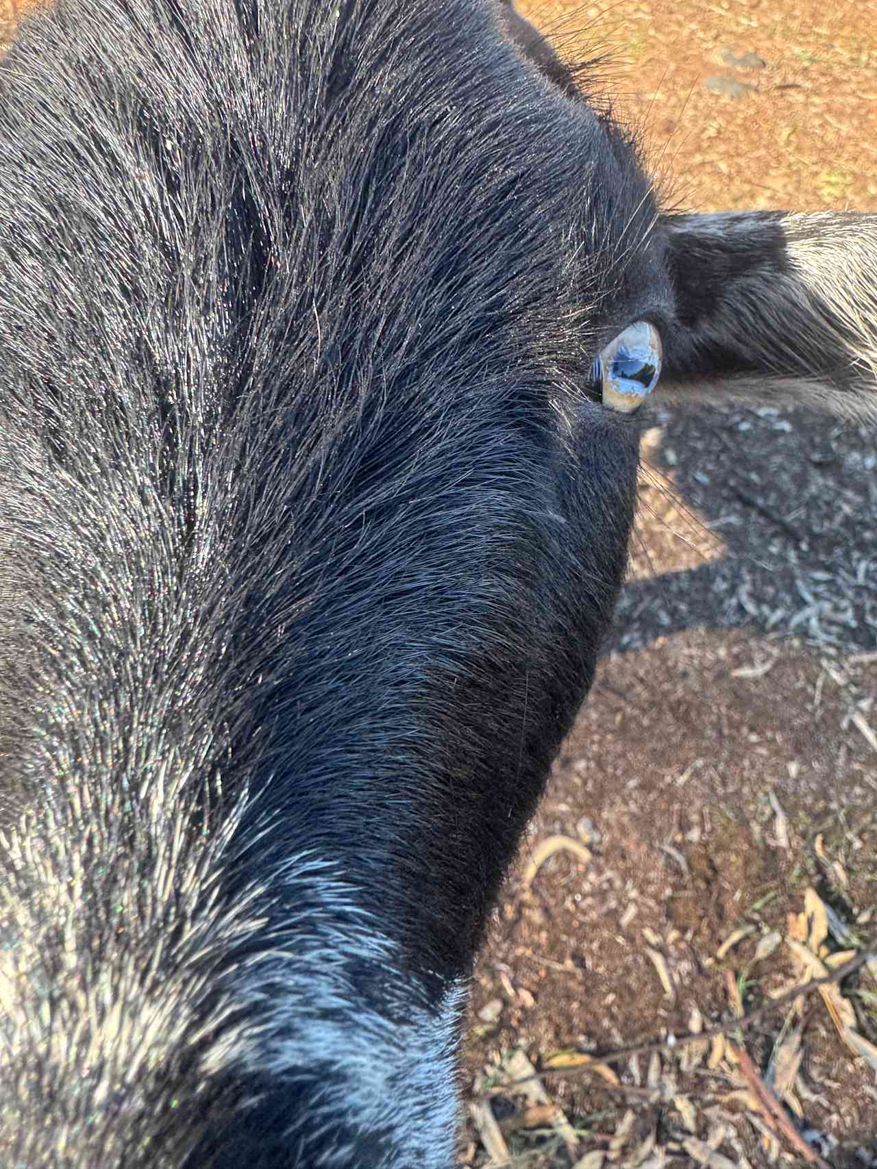 Sandalwood Downs  Farm Stay Toodyay