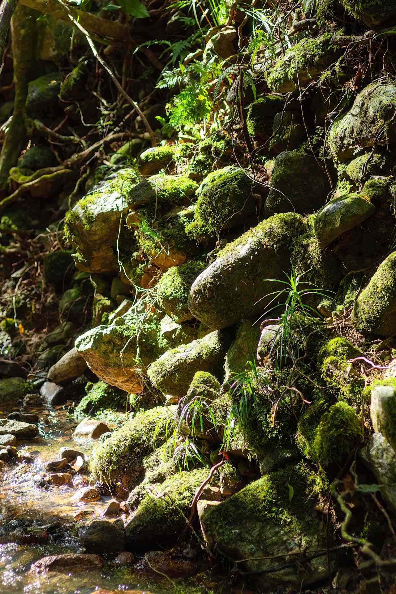 Woombye Rainforest Escape
