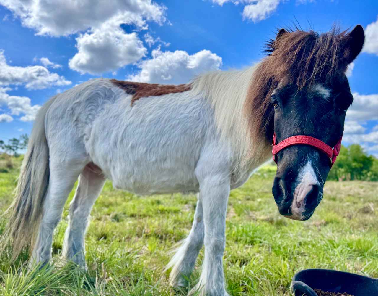 Canter Lakes Farm