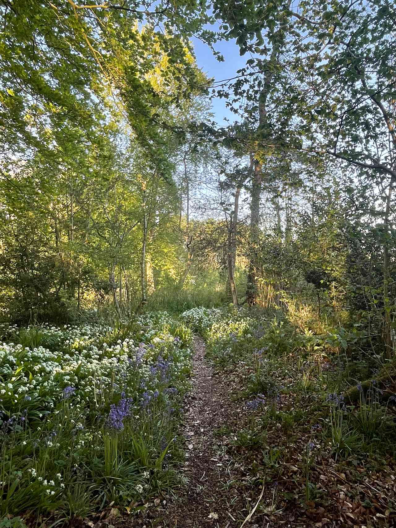 Wytch Wood Camping