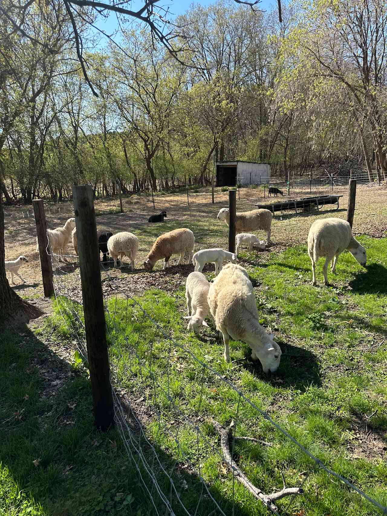 Alpha and Omega Pizza Farm