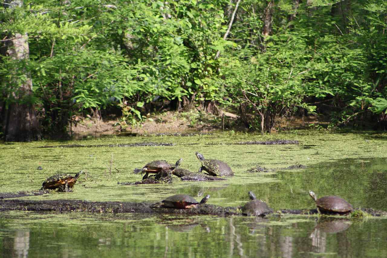 Neuseway Nature Park Campground