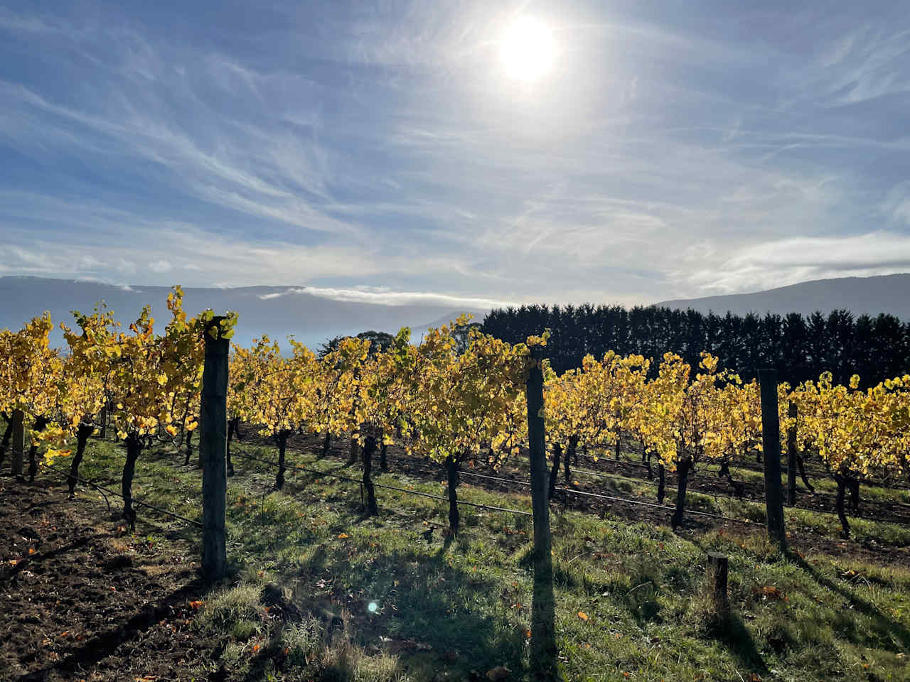 Summerhill Vineyard