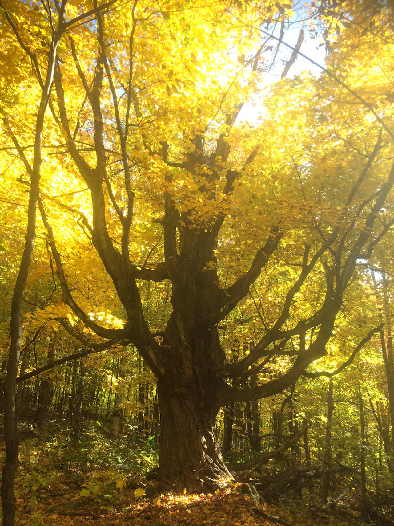 HOWL Women & Gender Justice Retreat