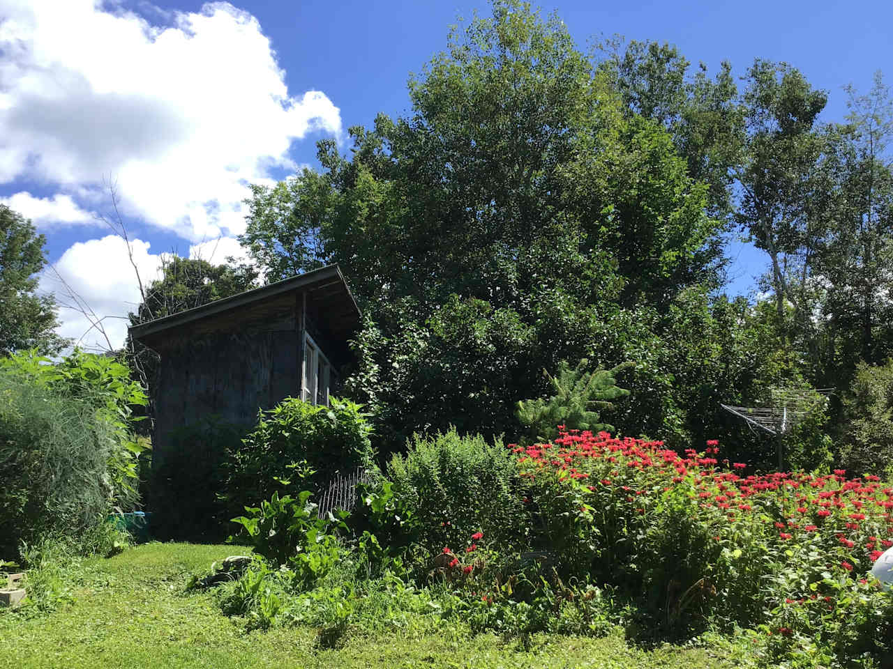 The outhouse in the bee balm patch