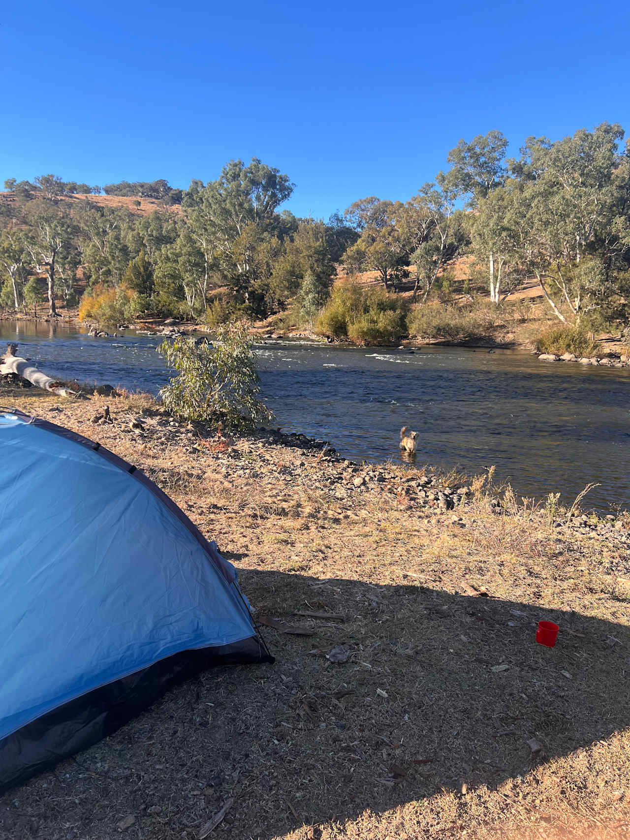 Jarabin on the Murrumbidgee