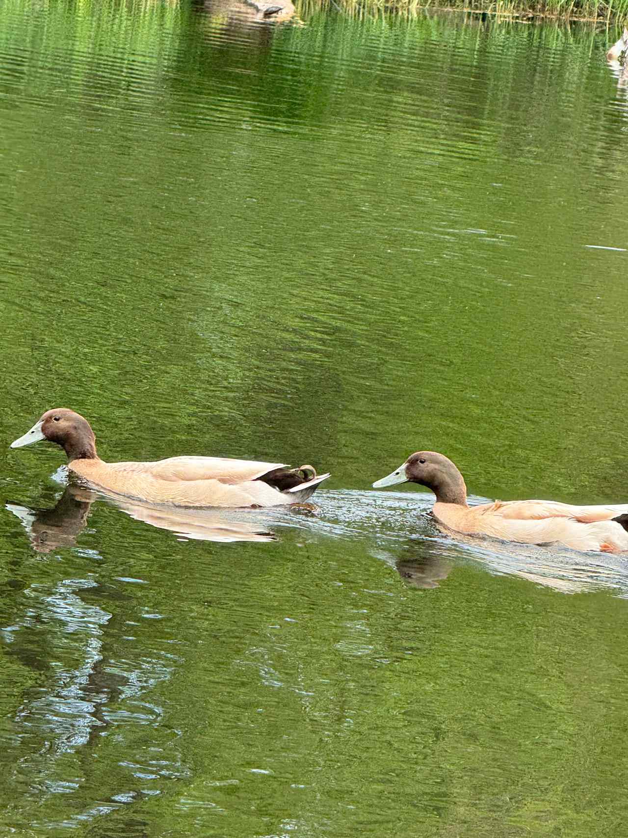 We loved watching the ducks 